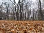 Park Kozieła - Ruda Śląska