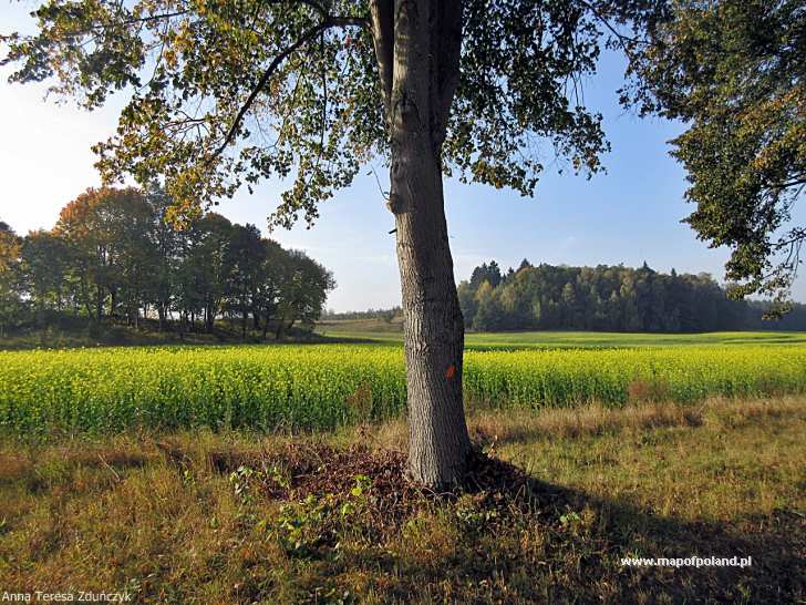 Widok z drogi Biała Piska-Pisz - Biała Piska