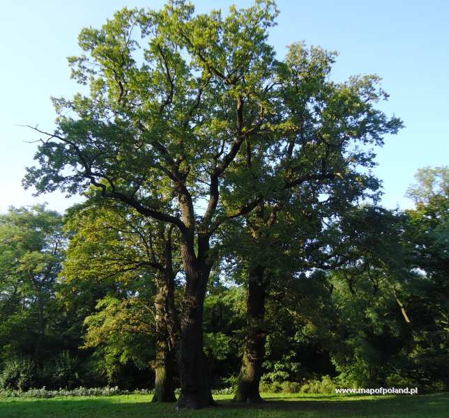Dęby Stanowią 3 21 A Modrzewie 3 18 Wszystkich Drzew Dęby Rogalińskie - Rogalin - zdjęcie 3/18